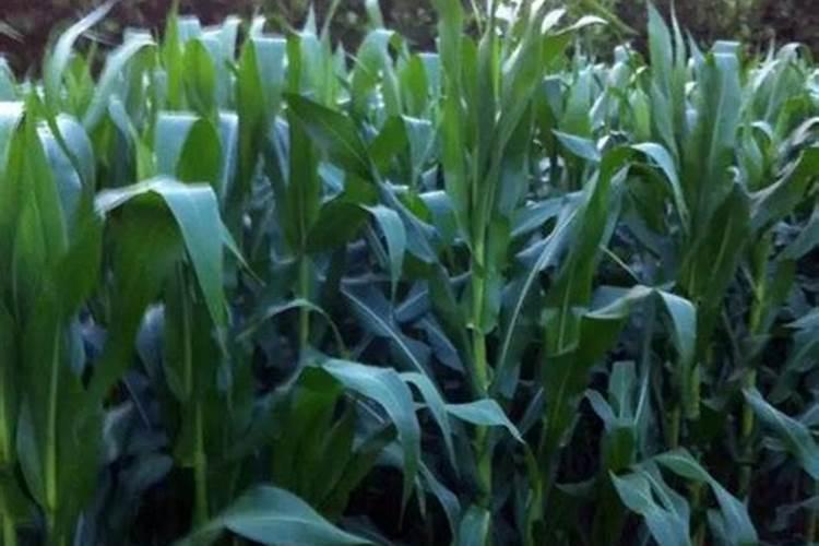 玉米先浇水还是先施肥大喇叭口期