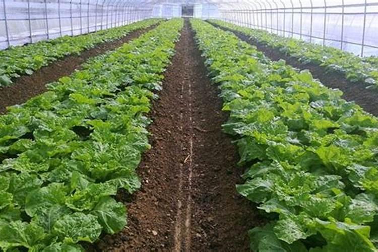 大棚蔬菜用钙肥好吗怎么施肥呢？