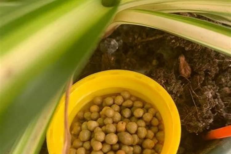 什么肥料所有花都能用？