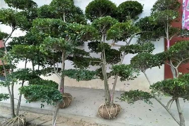 橙子树是乔木还是灌木？