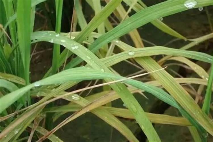 水稻叶有锈斑怎么回事点(水稻叶子锈病是什么原因造成的)