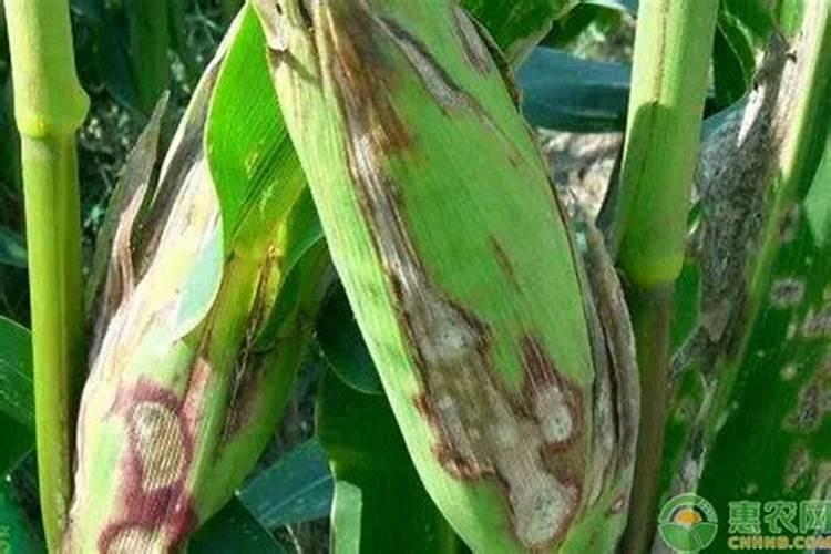 玉米的主要病害防治？