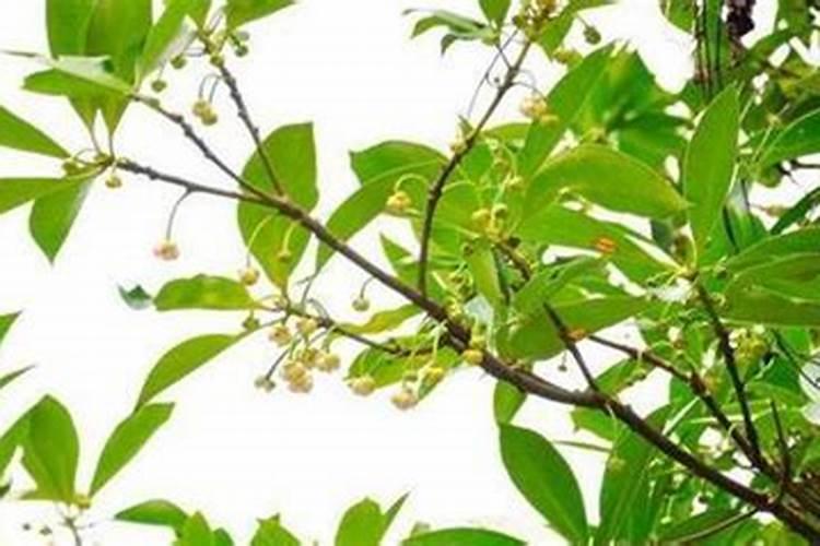 怎样正确对八角树进行保叶