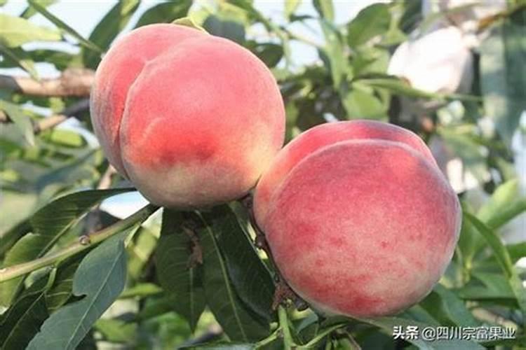桃子施肥小技巧:“桃子膨果期用什么肥好”