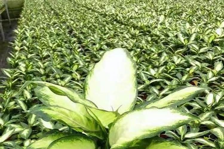 万年青用磷钾肥好不好呢怎么浇水？