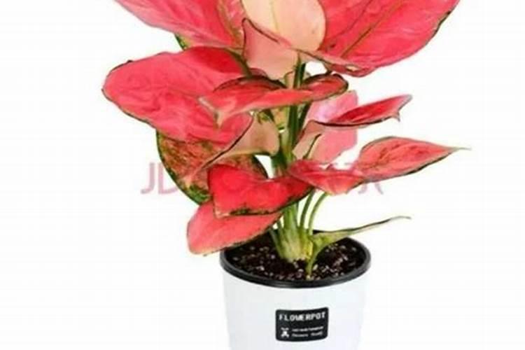 万年青吉利红怎么养