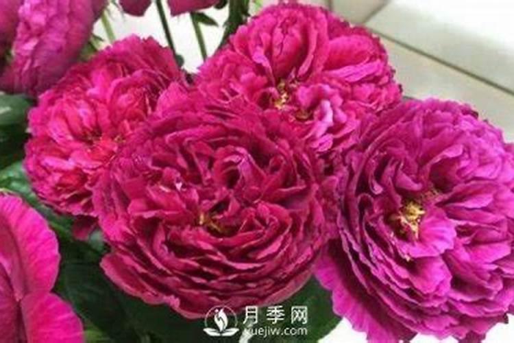 月季花施肥方法怎样给月季花施肥