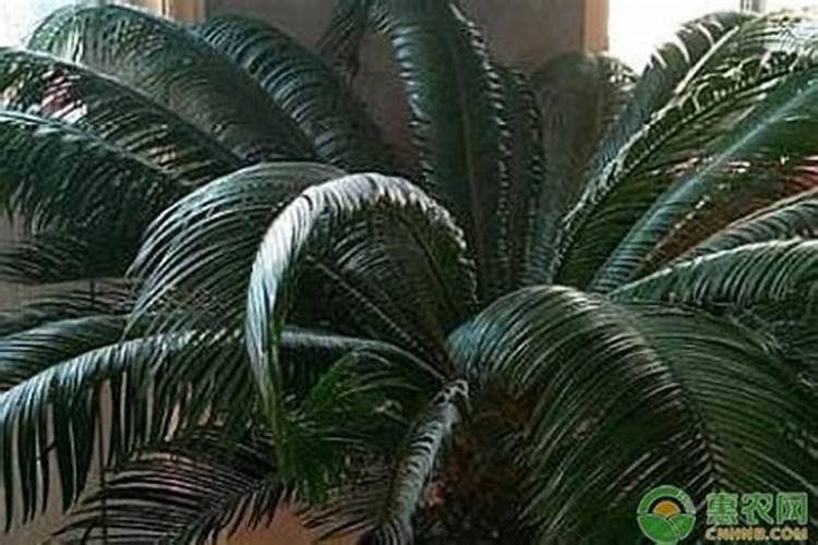 铁树能施磷肥吗怎么施？