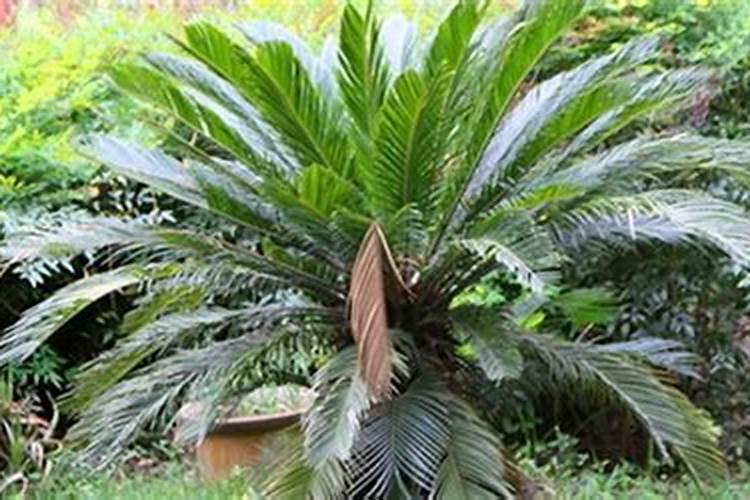 铁树施肥方法与注意事项 铁树施肥方法与注意事项有哪些