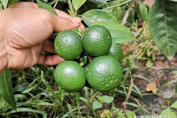 有哪些措施可以促使果子膨大