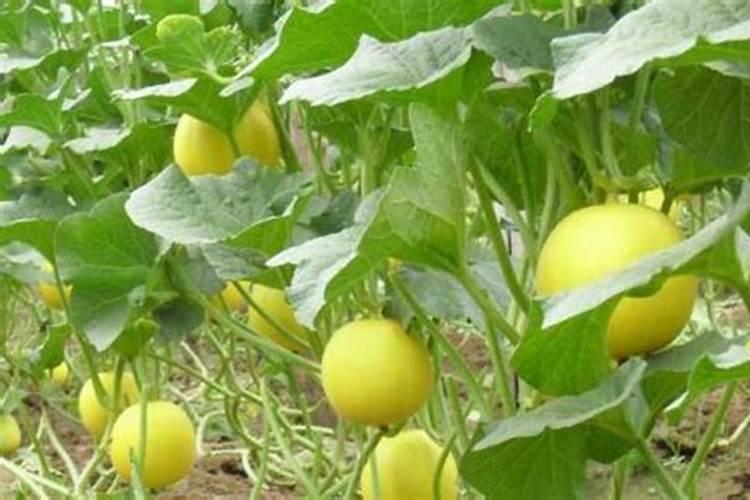 香瓜要怎样做才能最快实现增甜？