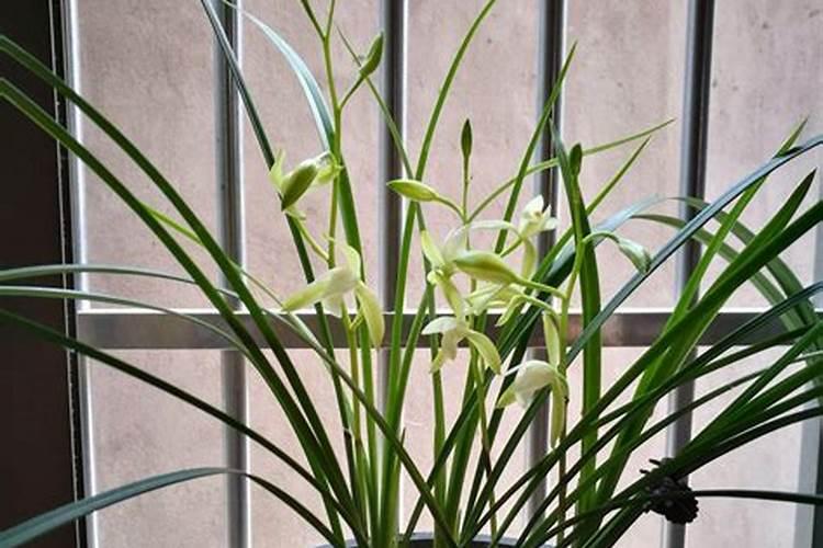 北方夏季如何养兰花北方如何避暑？