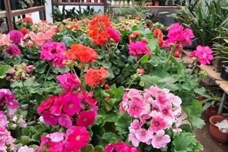 家庭养殖的天竺葵,一到夏天就黑杆,夏季该怎么养殖天竺葵？