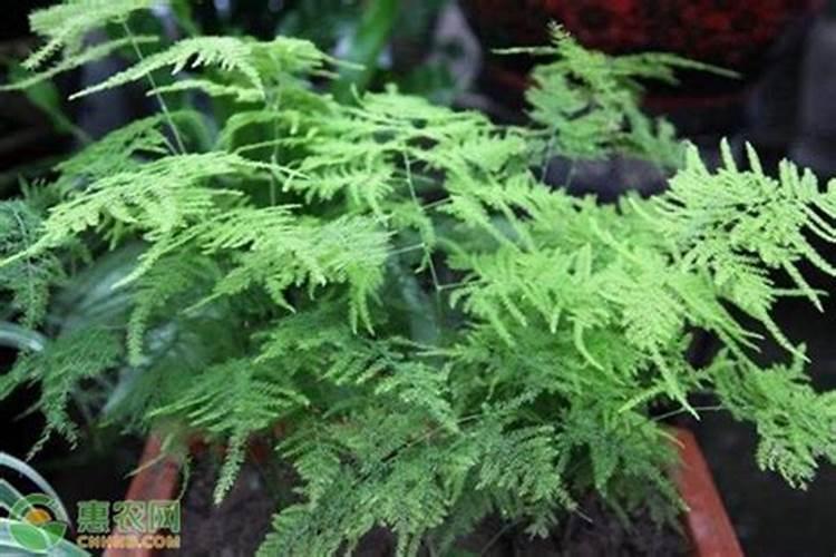 文竹浇什么肥最好