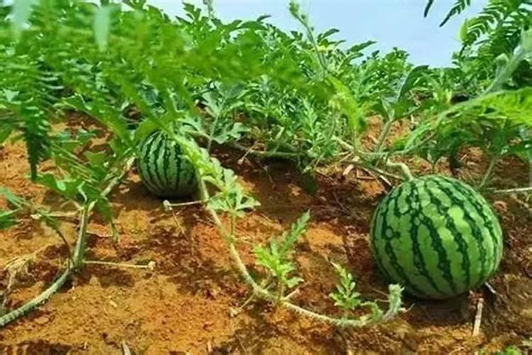 7一8月份种什么蔬菜和怎样施肥？