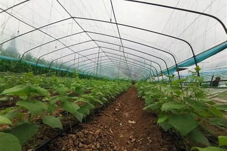 7一8月份种什么蔬菜和怎样施肥