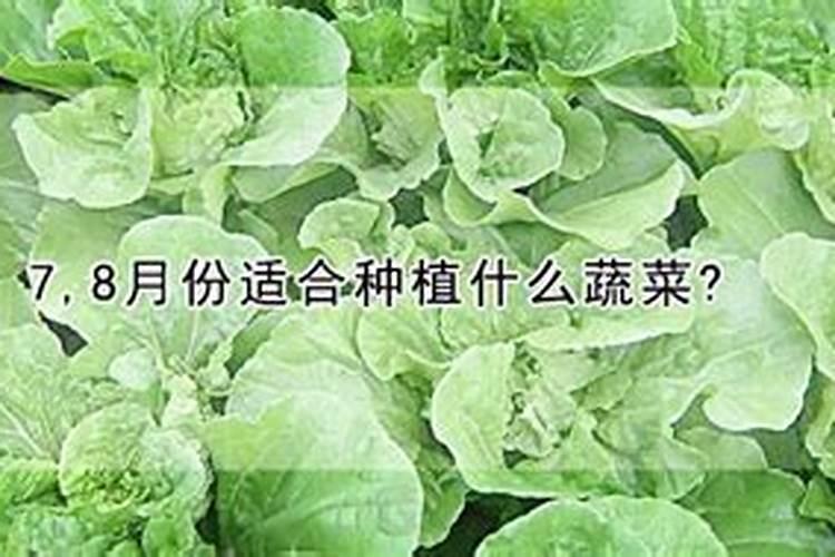 7,8月份适合种植什么蔬菜？