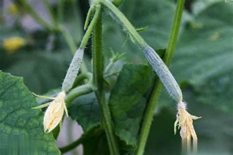 黄瓜喷什么叶面肥结瓜多一点？