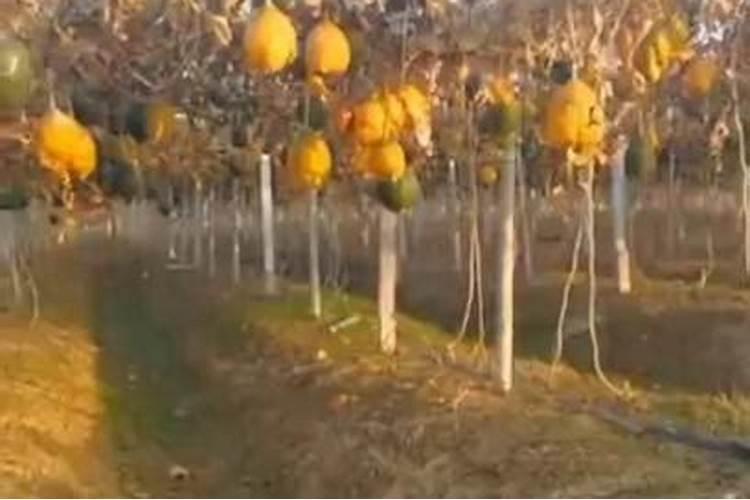 面瓜的种植技术