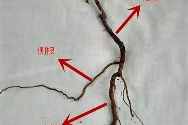 葡萄根系不发达秋施什从肥