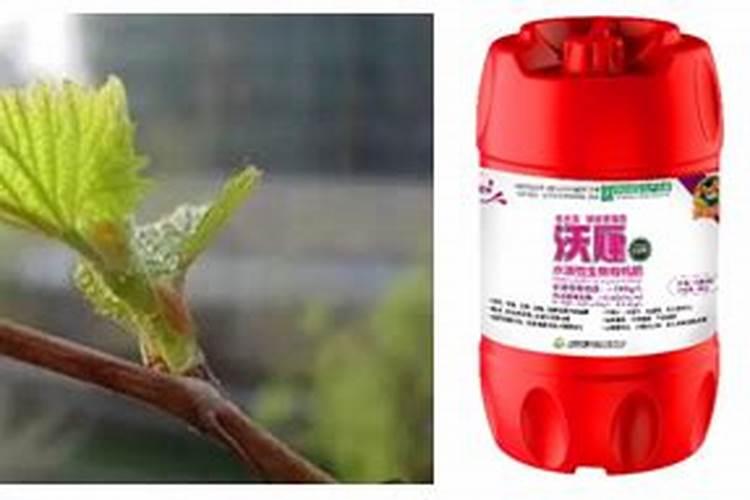 葡萄萌芽前及萌芽期管理和用药？