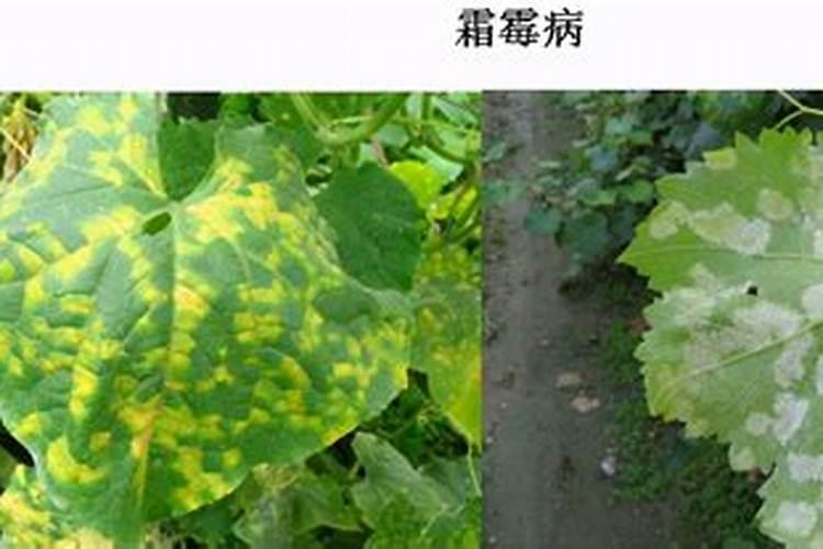 霜霉病如何防治？