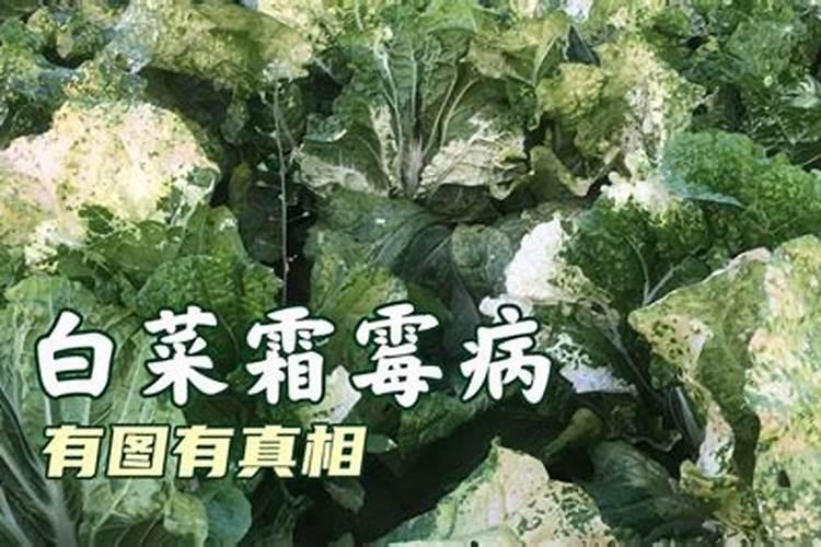 白菜霜霉病都有何表现症状？如何进行科学防治呢？