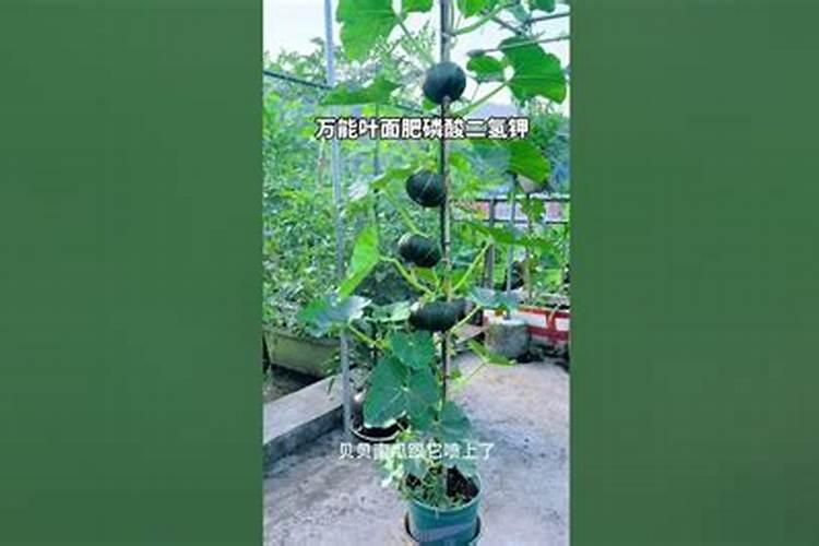 红瓜多少天打一次叶面肥最好？