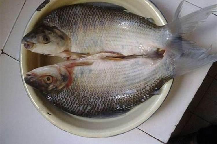 什么淡水鱼含蛋白质高