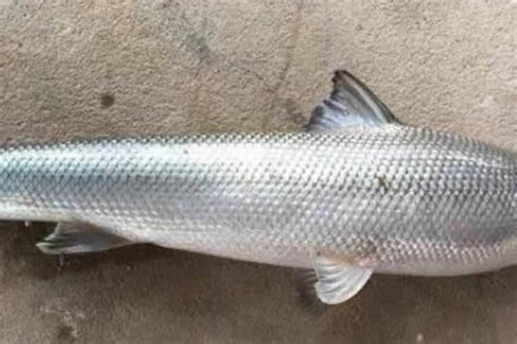 十大蛋白质的鱼排名