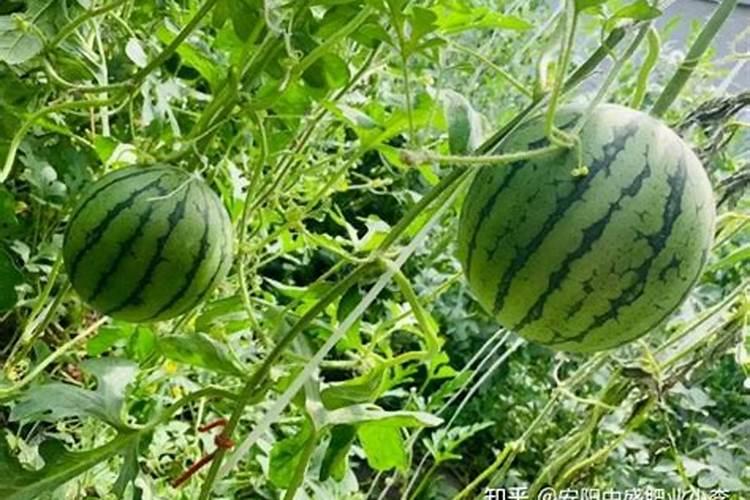 西瓜膨果期用什么复合肥好？西瓜结果期打什么叶面肥长的快？