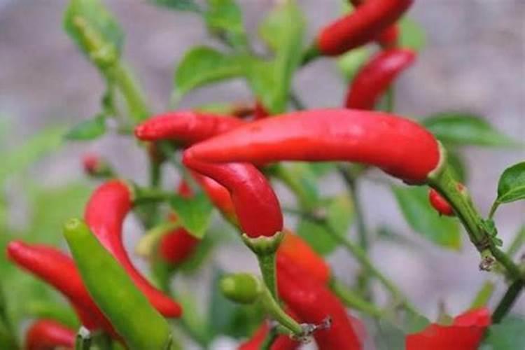 朝天椒开花结果时用什么药最好？