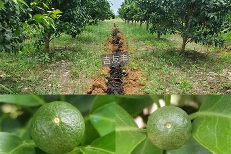 深受青睐的橙子,如何正确施硼肥,以及果实采收后怎样管理？