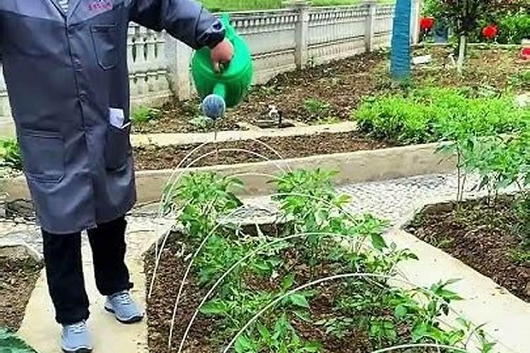 辣椒施肥的正确方法