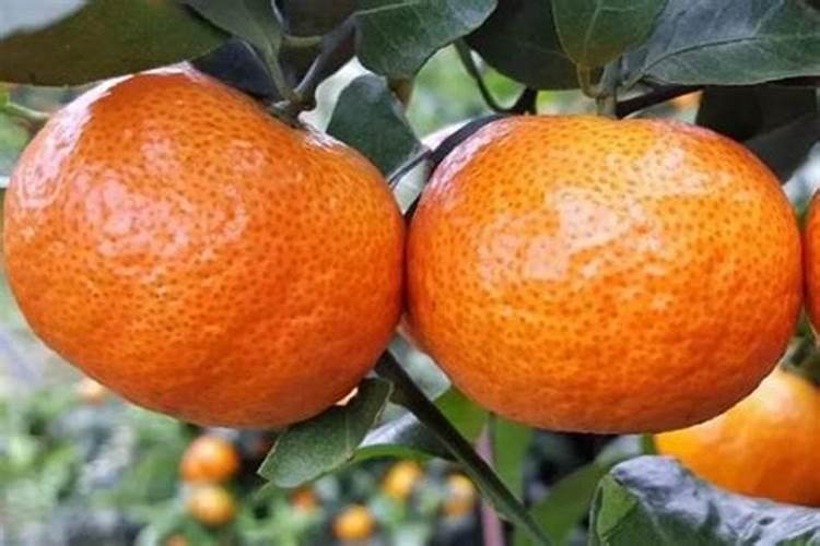 沙糖桔果皮粗解决方法