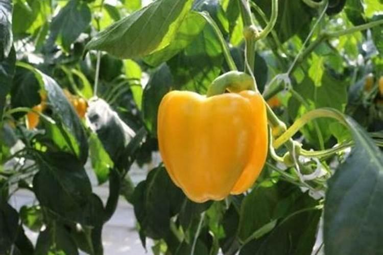 彩椒什么时候冲施平衡肥最好？