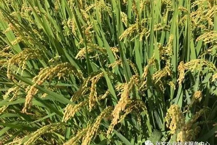 水稻籽粒肥什么时候撒？