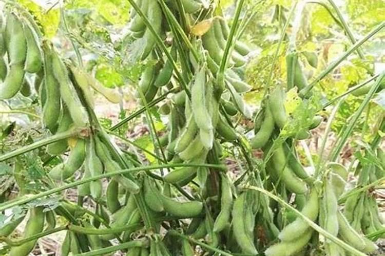 大豆施钼肥和硼肥有什么作用
