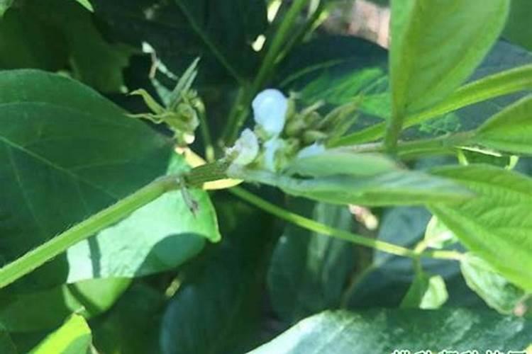 大豆的种肥要怎样施用？