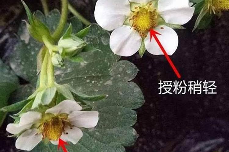 草莓为什么只开花不结果？草莓水溶肥怎么施才能预防？