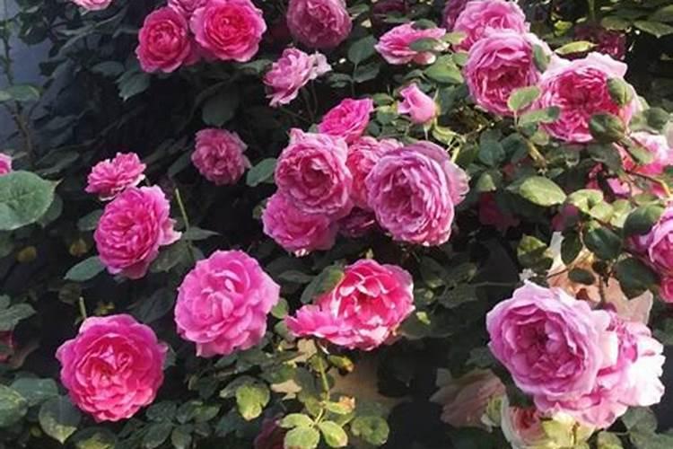 月季长花苞可以喷叶面肥吗？