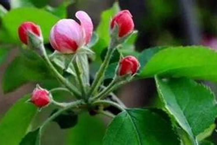 桃树花露红打什么药