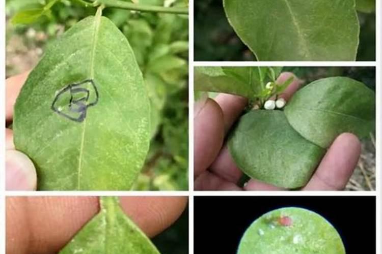 柠檬树长红蜘蛛,该怎么防治呢？