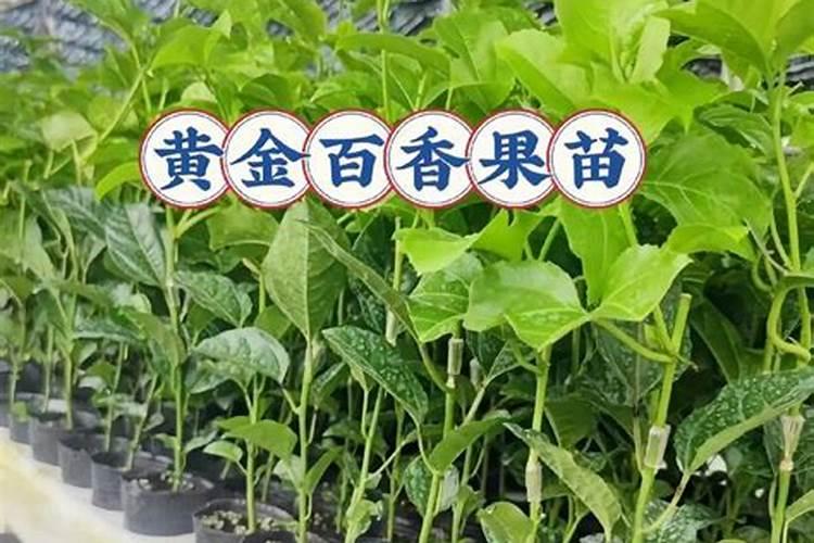 第二年的百香果怎样管理