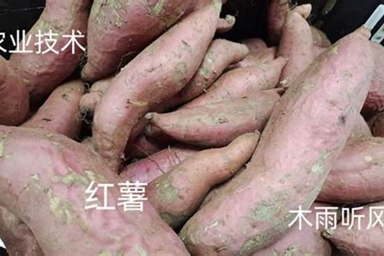 红薯如何种植才能获得高产？