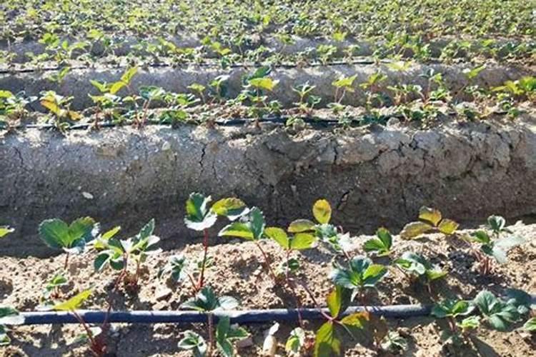 大棚草莓如何进行土肥水管理？