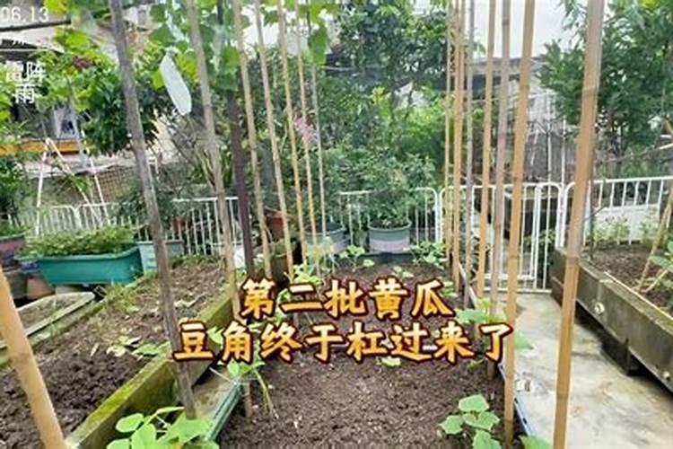 豆角,初期,下雨过后第二天出现