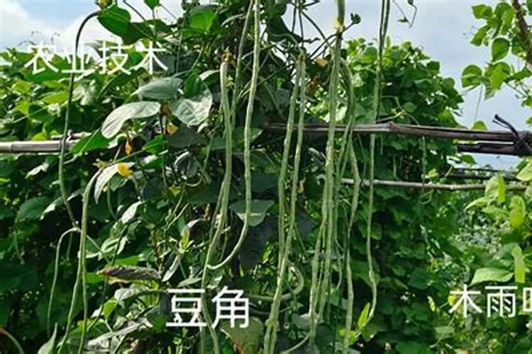 想要播种豆角种子,什么时候播种？