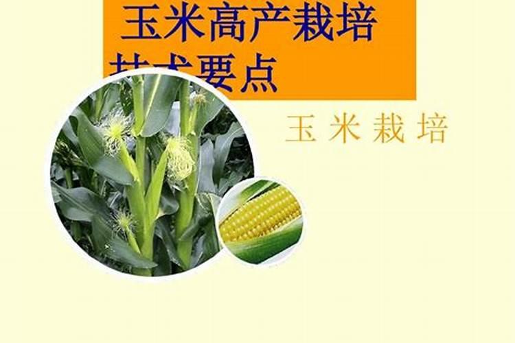 夏玉米高产栽培技术要点
