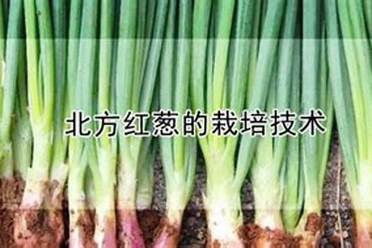 宁夏红葱种植技术